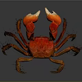 Red Crab With Vibrant Orange Color And Large Claws On Smooth Surface 3d model