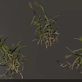 Grass Plants With Green Leaves And Yellow Spikes On Gray Background