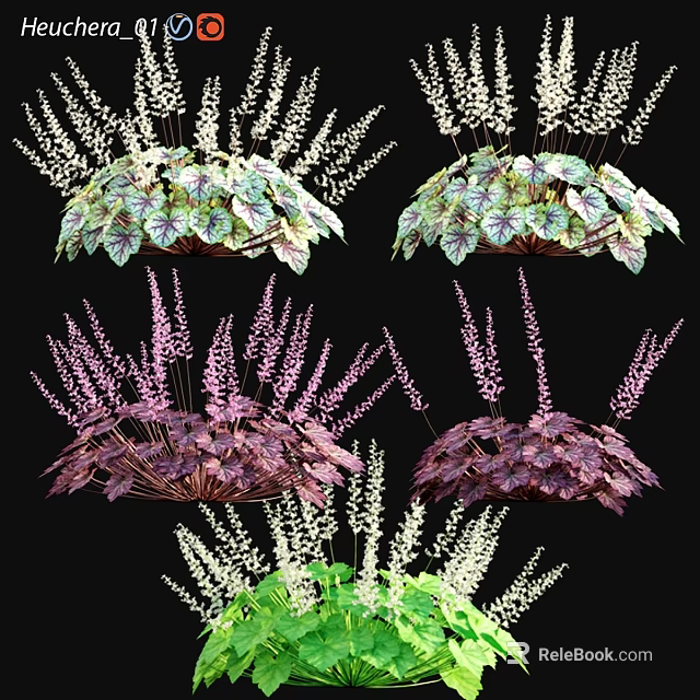 Decorative Garden Plants Featuring Green Purple Foliage And White Purple Flower Spikes 3d model 