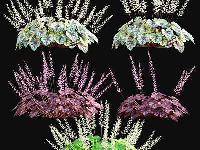 Decorative Garden Plants Featuring Green Purple Foliage And White Purple Flower Spikes 3d model