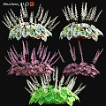 Decorative Garden Plants Featuring Green Purple Foliage And White Purple Flower Spikes