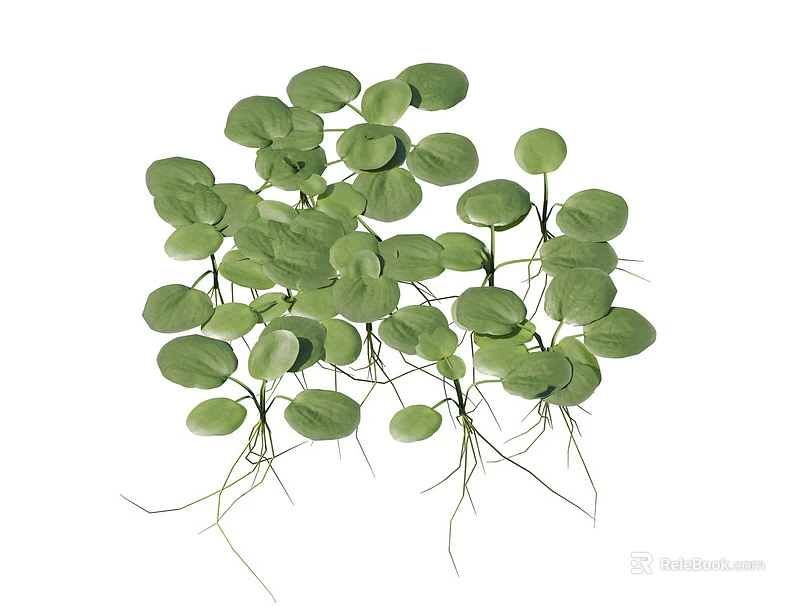 Fresh Green Plants with Round Leaves and Long White Roots 3d model 