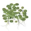 Fresh Green Plants with Round Leaves and Long White Roots