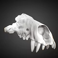 Artistic Animal Skull Sculpture Carving With Detailed White Texture And Realistic Features