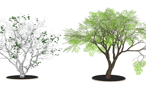 Modern Tree Demonstration Area Landscape Plants 3d model