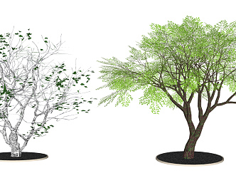 Modern Tree Demonstration Area Landscape Plants 3d model