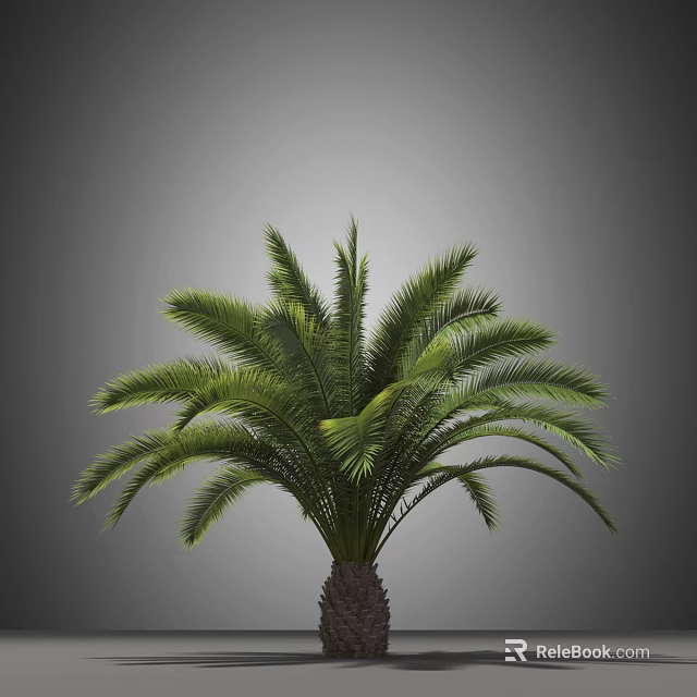 Tall Lush Green Palm Tree With Elegant Fronds And Sturdy Trunk 3d model 