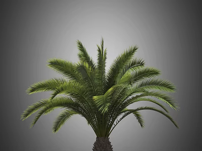 Tall Lush Green Palm Tree With Elegant Fronds And Sturdy Trunk 3d model