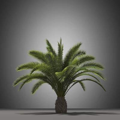 Dwarf Palm Tree Modern Palm Tree 3d model