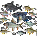 Various Freshwater Fish Species Including Silver Carp Bighead Carp Grass Carp And Crucian Carp