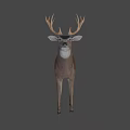 Realistic Brown Deer With Large Antlers Standing In Natural Pose