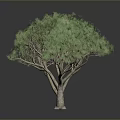 Green Leafy Tree With Brown Trunk Multiple Branches Gray Background Black Ground Reflection
