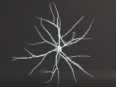 Detailed Neuron Cell 3D Model with Branching Structure for Biology Study 3d model