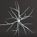 Detailed Neuron Cell 3D Model with Branching Structure for Biology Study