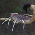 Detailed View Of Reptile Scorpion With Striped Exoskeleton Large Pincers And Curled Tail In Grassland