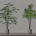 Two Different Bonsai Tree Varieties in White Pots for Indoor Decor