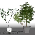 Bonsai Potted Plants With Green Leaves Different Sizes And White Gray Pots