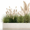 Bonsai Potted Plants With Ornamental Grasses In Concrete Planter For Natural Home Decor