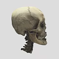 Human Skull Anatomical Structure With Detailed Bone Features And Lower Jaw 3d model