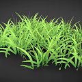 Lush Green Grass With Long Slender Leaves And Vibrant Color Against Black Background