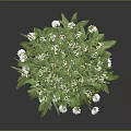 White Daisy Plant With Green Leaves And Lush Foliage On Black Background