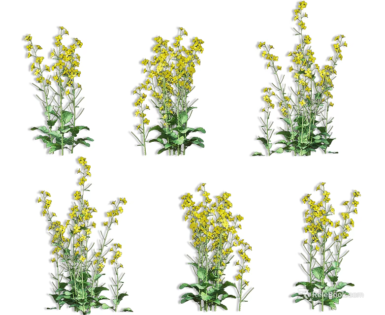 Blooming Healthy Crop Plants With Bright Yellow Flowers And Lush Green Leaves 3d model 
