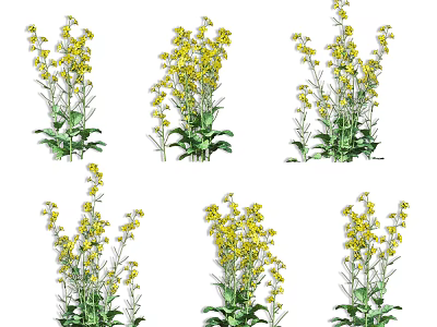 Blooming Healthy Crop Plants With Bright Yellow Flowers And Lush Green Leaves 3d model