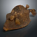 Unique Brown Spotted Aquatic Fish With Unusual Body Shape And Distinct Fins