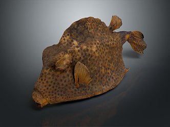 modern fish ridge box puffer freshwater fish marine fish 3d model