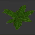 Large Green Tropical Leaves With Vibrant Veins For Interior Decoration
