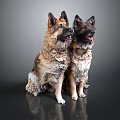 Two German Shepherds Sitting Side by Side on Reflective Surface with Gray Background