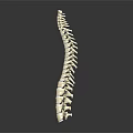 Human Spine Anatomical Model With Vertebrae Structure On Dark Background 3d model