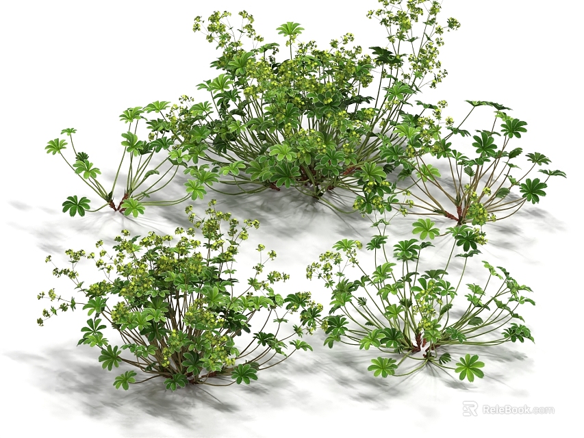 Beautiful Clustered Flowers and Plants With Green Leaves Tiny Flowers and Slender Stems 3d model 