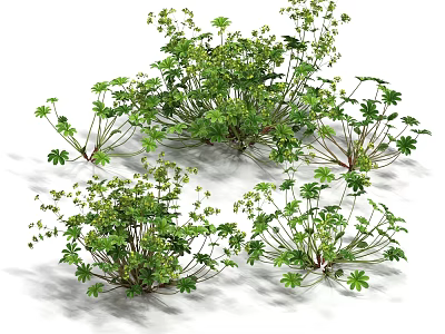 Beautiful Clustered Flowers and Plants With Green Leaves Tiny Flowers and Slender Stems 3d model