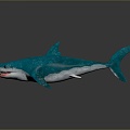 shark great white shark whale shark hammerhead shark tiger head shark man-eating shark blue shark coral red coral white coral 3d model