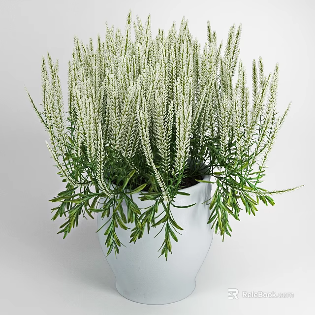 Bonsai Potted Plant With White Slender Flower Spikes And Green Leaves In White Pot 3d model 