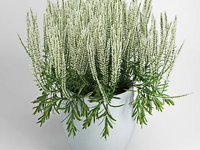 Bonsai Potted Plant With White Slender Flower Spikes And Green Leaves In White Pot 3d model
