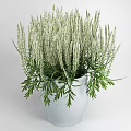 Bonsai Potted Plant With White Slender Flower Spikes And Green Leaves In White Pot