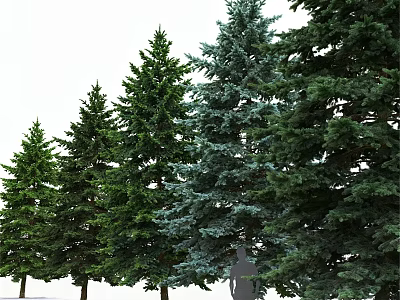 Evergreen Arbor Trees In Natural Arrangement With Various Heights And Green Foliage 3d model