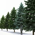 Evergreen Arbor Trees In Natural Arrangement With Various Heights And Green Foliage