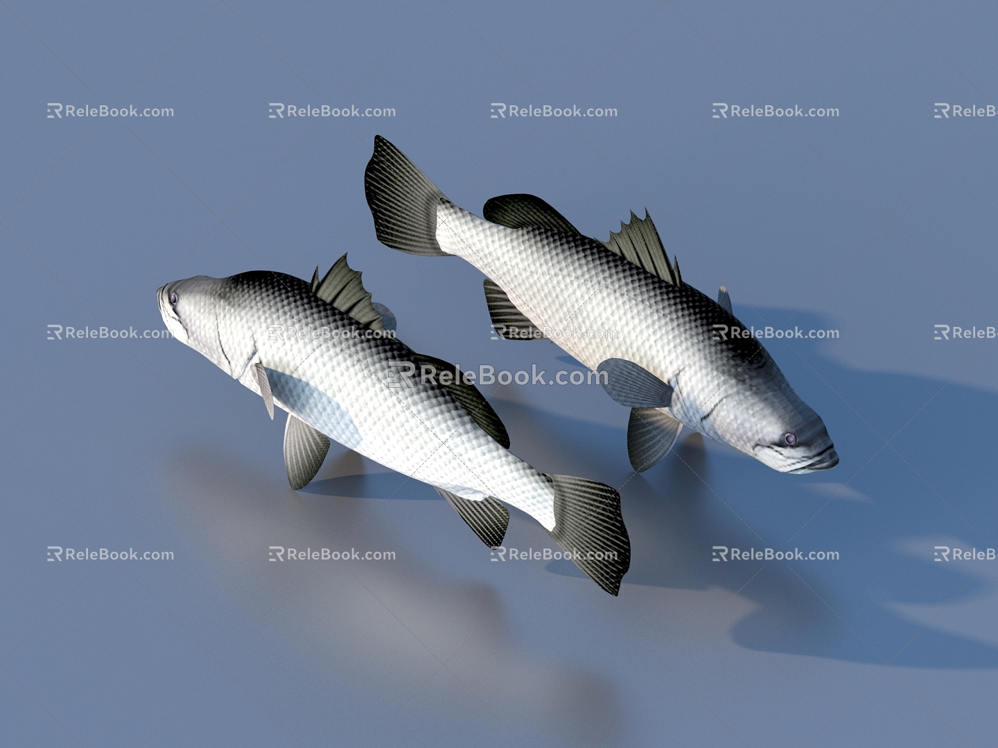 fish freshwater fish aquatic animal 3d model