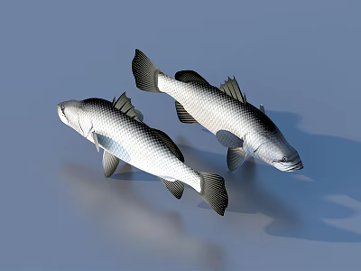 Two Silver And Black Fish Swimming Together With Sleek Body And Glossy Fins 3d model
