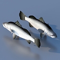 fish freshwater fish aquatic animal 3d model