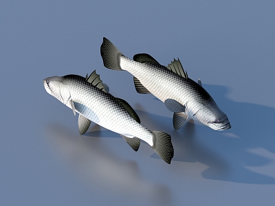 fish freshwater fish aquatic animal 3d model