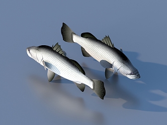 fish freshwater fish aquatic animal 3d model