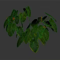 Green Leafy Plants With Large Green Leaves And Red Flowers On Dark Background