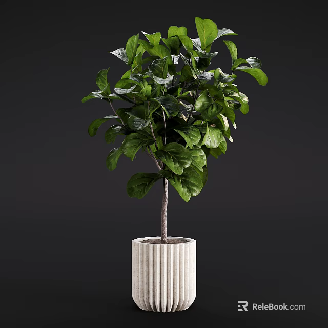 Bonsai Plant with Lush Green Leaves and Slender Trunk in White Textured Pot 3d model 