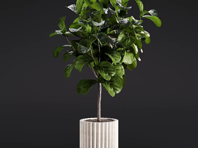 Bonsai Plant with Lush Green Leaves and Slender Trunk in White Textured Pot 3d model