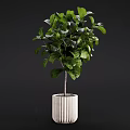 Bonsai Plant with Lush Green Leaves and Slender Trunk in White Textured Pot