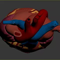 Thoracic Organ Anatomical Heart Model With Colorful Detailed Red Blue Pink Yellow Parts